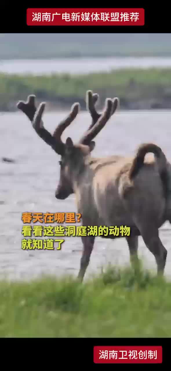 春天在哪里？看看这些洞庭湖的动物就知道了