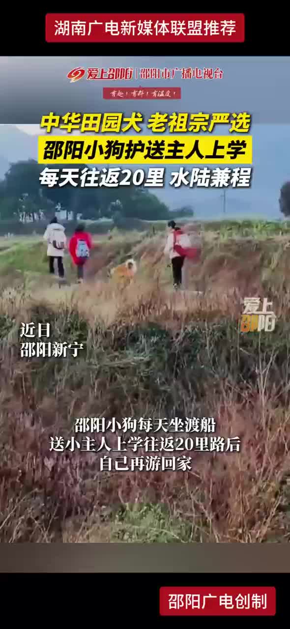 中华田园犬 老祖宗严选 邵阳小狗护送主人上学 每天往返20里 水陆兼程