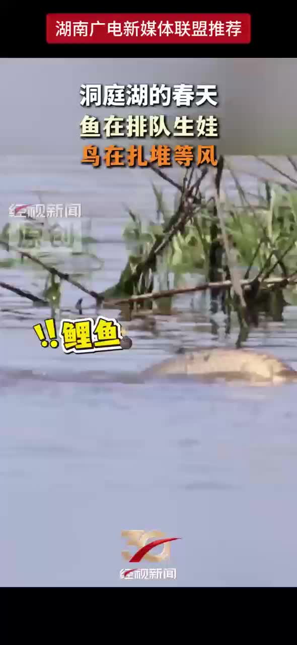 洞庭湖的春天 鱼在排队生娃 鸟在扎堆等风