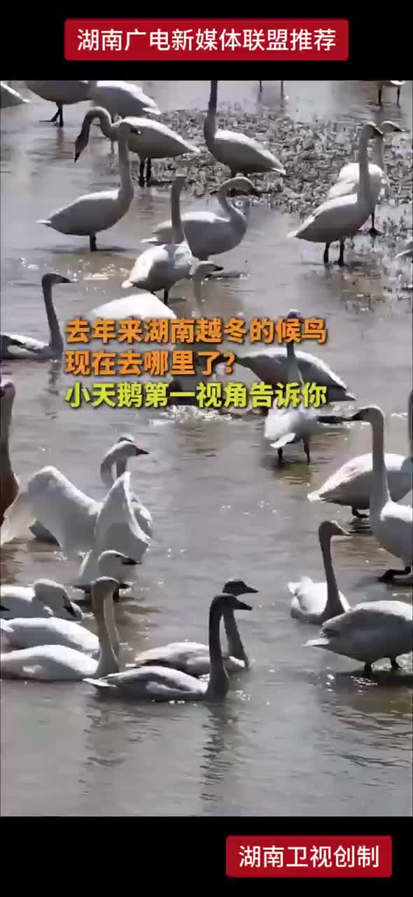 去年来湖南越冬的候鸟现在去哪里了？小天鹅第一视角告诉你