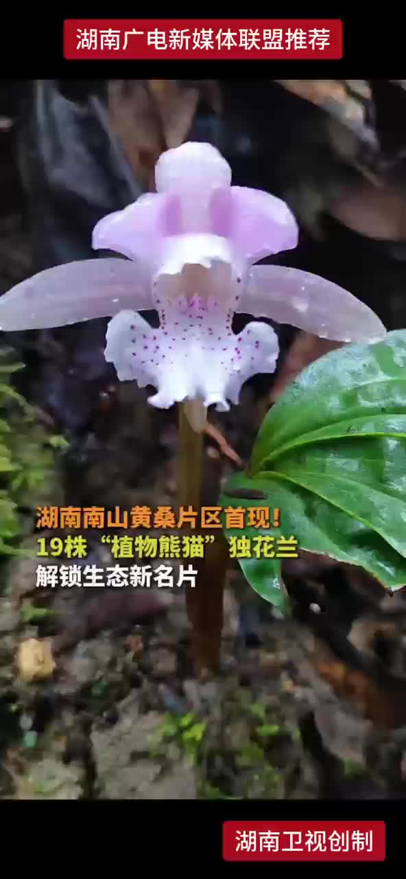 湖南南山黄桑片区首现！19株“植物熊猫”独花兰 解锁生态新名片