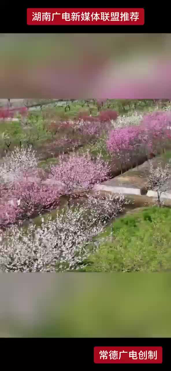 校园桃花盛放 今年将迎两个新品种