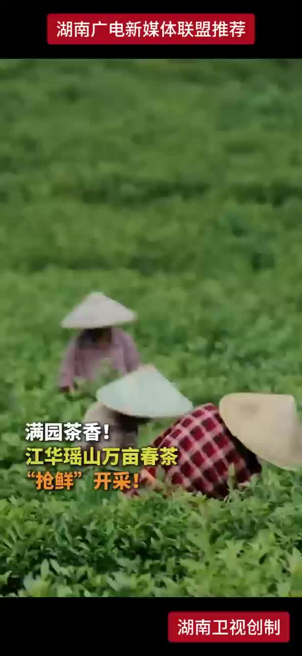 满园茶香！江华瑶山万亩春茶“抢鲜”开采！