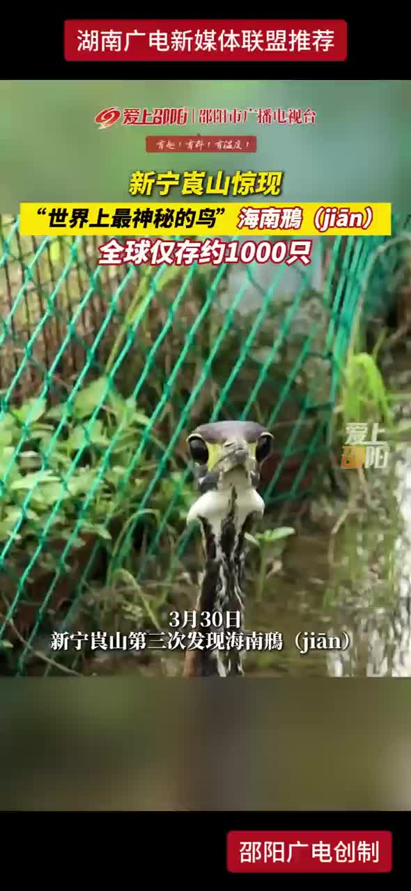 新宁崀山惊现“世界上最神秘的鸟”海南鳽 全球仅存约1000只