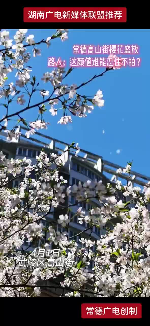 常德高山街樱花盛放 路人：这颜值谁能忍住不拍？