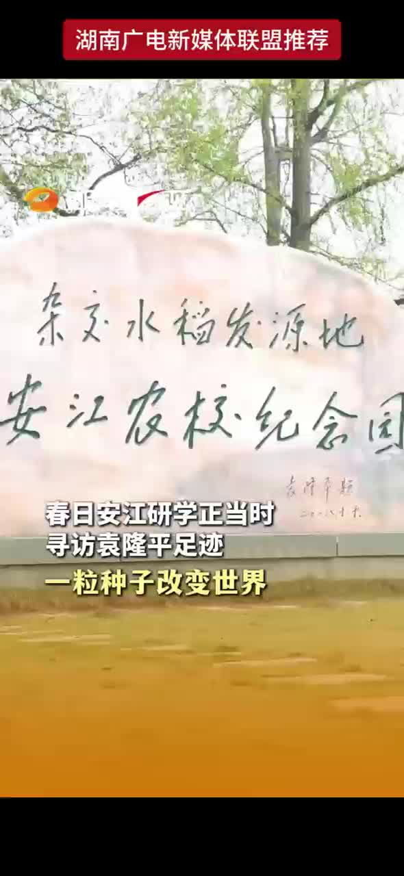 春日安江研学正当时 寻访袁隆平足迹 一粒种子改变世界