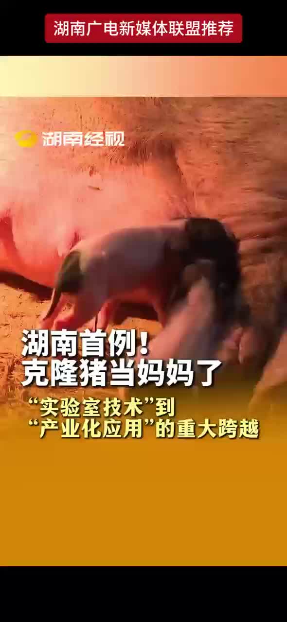 湖南首例！克隆猪当妈妈了 “实验室技术”到“产业化应用”的重大跨越