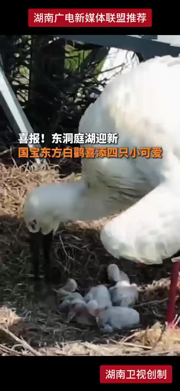喜报！东洞庭湖迎新 国宝东方白鹳喜添四只小可爱
