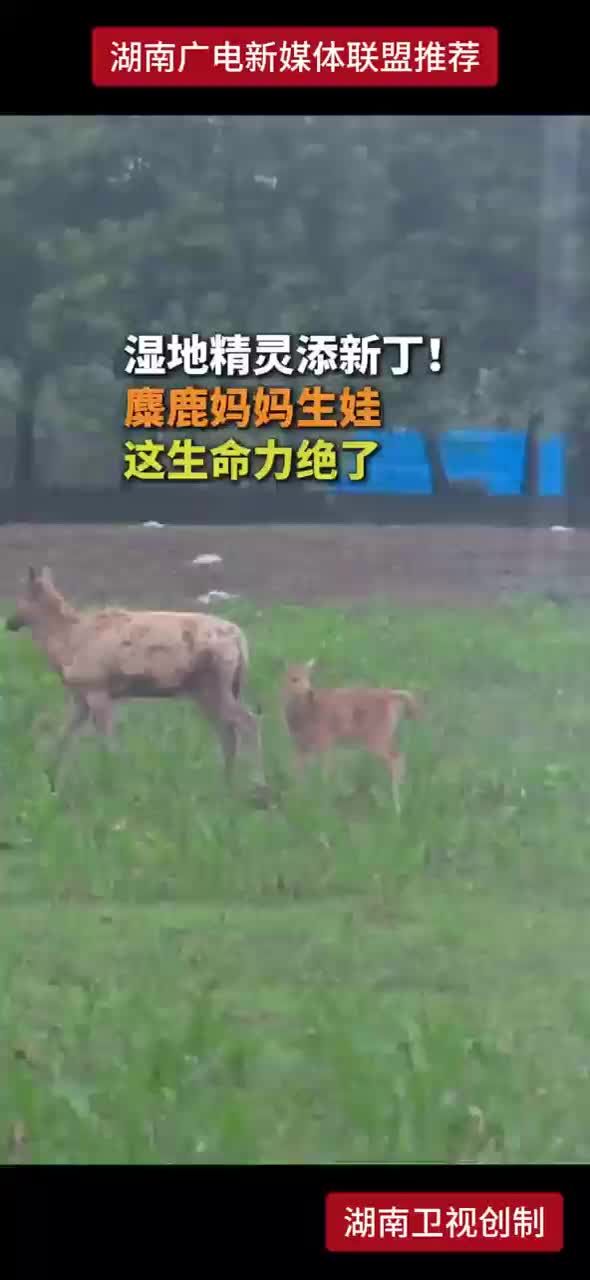 湿地精灵添新丁！麋鹿妈妈生娃 这生命力绝了