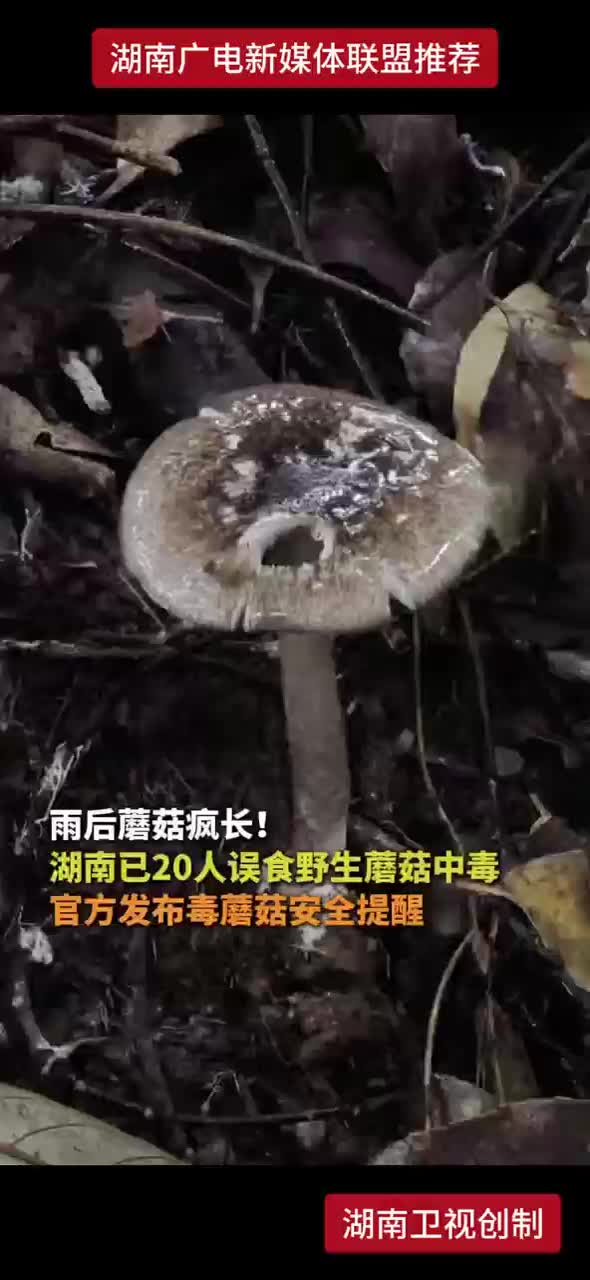 雨后蘑菇疯长！湖南已20人误食野生蘑菇中毒 官方发布毒蘑菇安全提醒