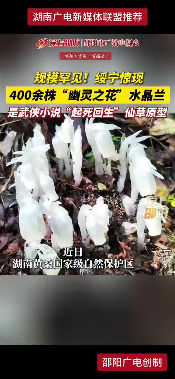 规模罕见！绥宁惊现400余株“幽灵之花”水晶兰 是武侠小说“起死回生”仙草原型