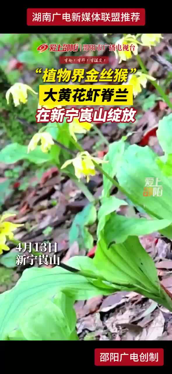 “植物界金丝猴” 大黄花虾脊兰在新宁崀山绽放