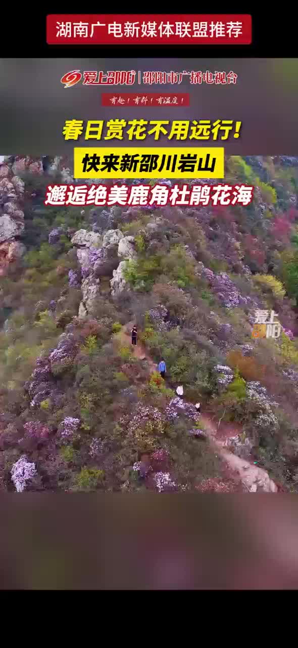 春日赏花不用远行！快来新邵川岩山 邂逅绝美鹿角杜鹃花海
