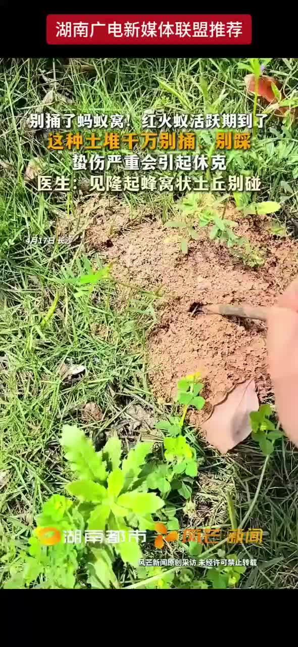 别捅了蚂蚁窝！红火蚁活跃期到了 这种土堆千万别捅、别踩 蜇伤严重会引起休克