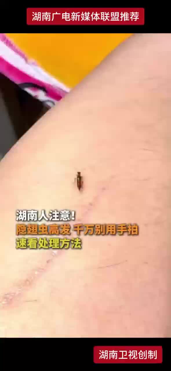 湖南人注意！隐翅虫高发 千万别用手拍 速看处理方法