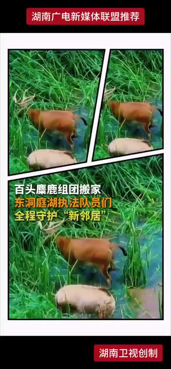 百头麋鹿组团搬家 东洞庭湖执法队员们全程守护“新邻居”