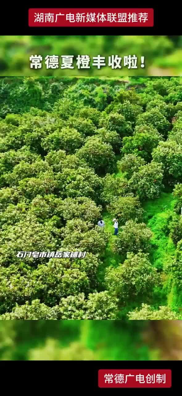 常德夏橙丰收啦！