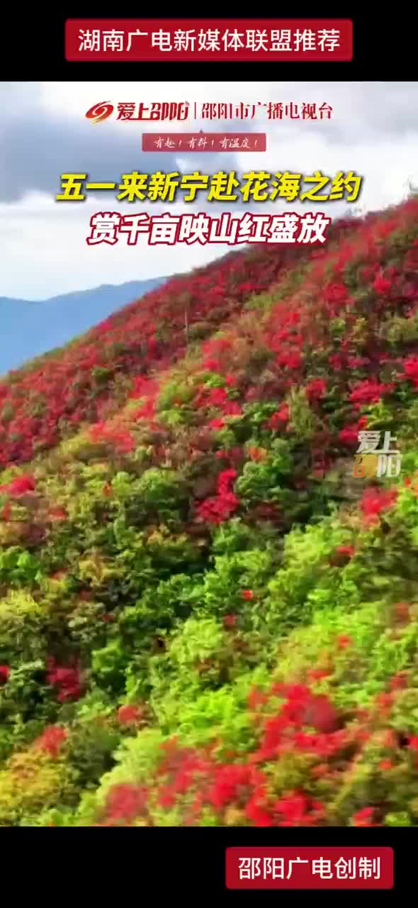 五一来新宁赴花海之约 赏千亩映山红盛放