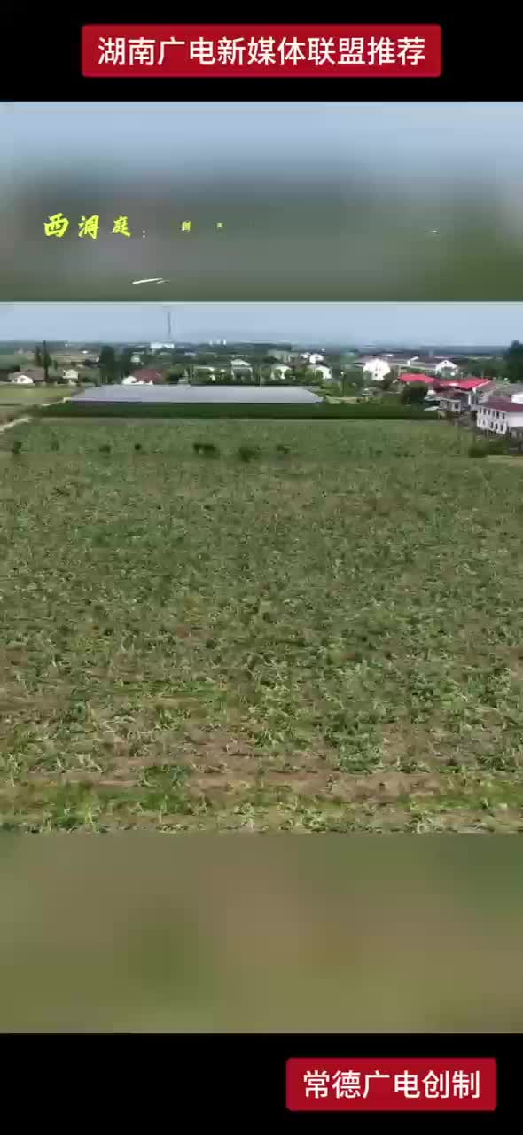 西洞庭：朝鲜蓟根茎叶变废为宝 农户每亩多增收400元
