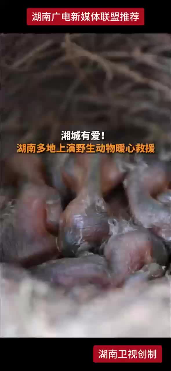 湘城有爱！湖南多地上演野生动物暖心救援
