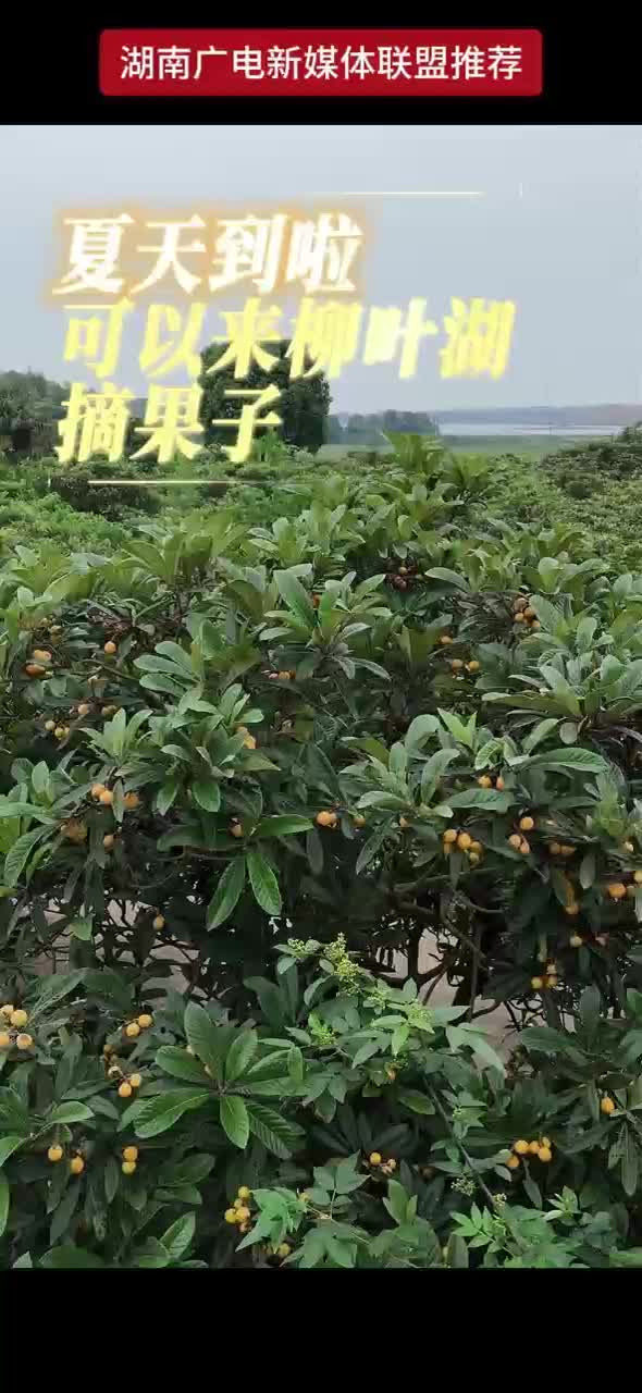 夏天到啦 可以来柳叶湖摘果子