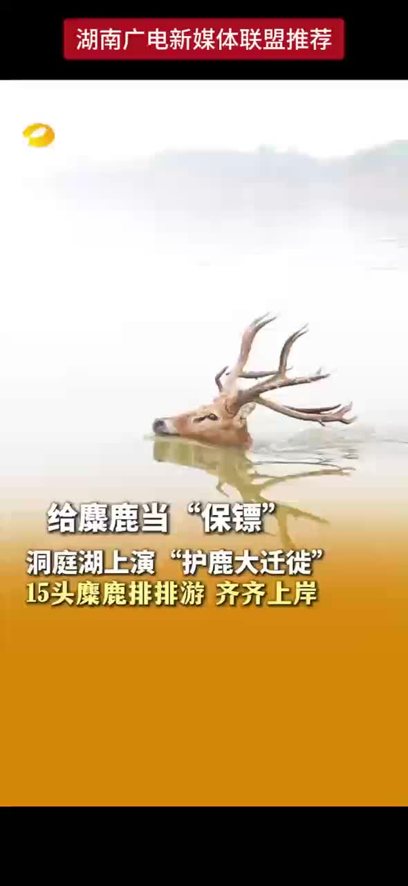 给麋鹿当“保镖” 洞庭湖上演暖心“护鹿大迁徒” 15头麋鹿排排游 齐齐上岸