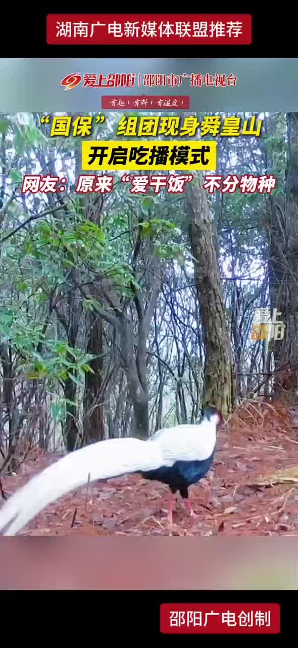 “国保”组团现身舜皇山开启吃播模式 网友：原来“爱干饭”不分物种