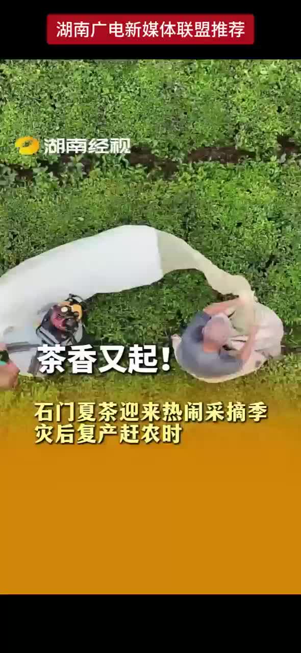 茶香又起！石门夏茶迎来热闹采摘季 灾后复产赶农时
