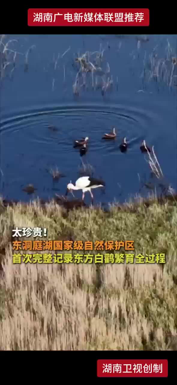 太珍贵！东洞庭湖国家级自然保护区首次完整记录东方白鹳繁育全过程