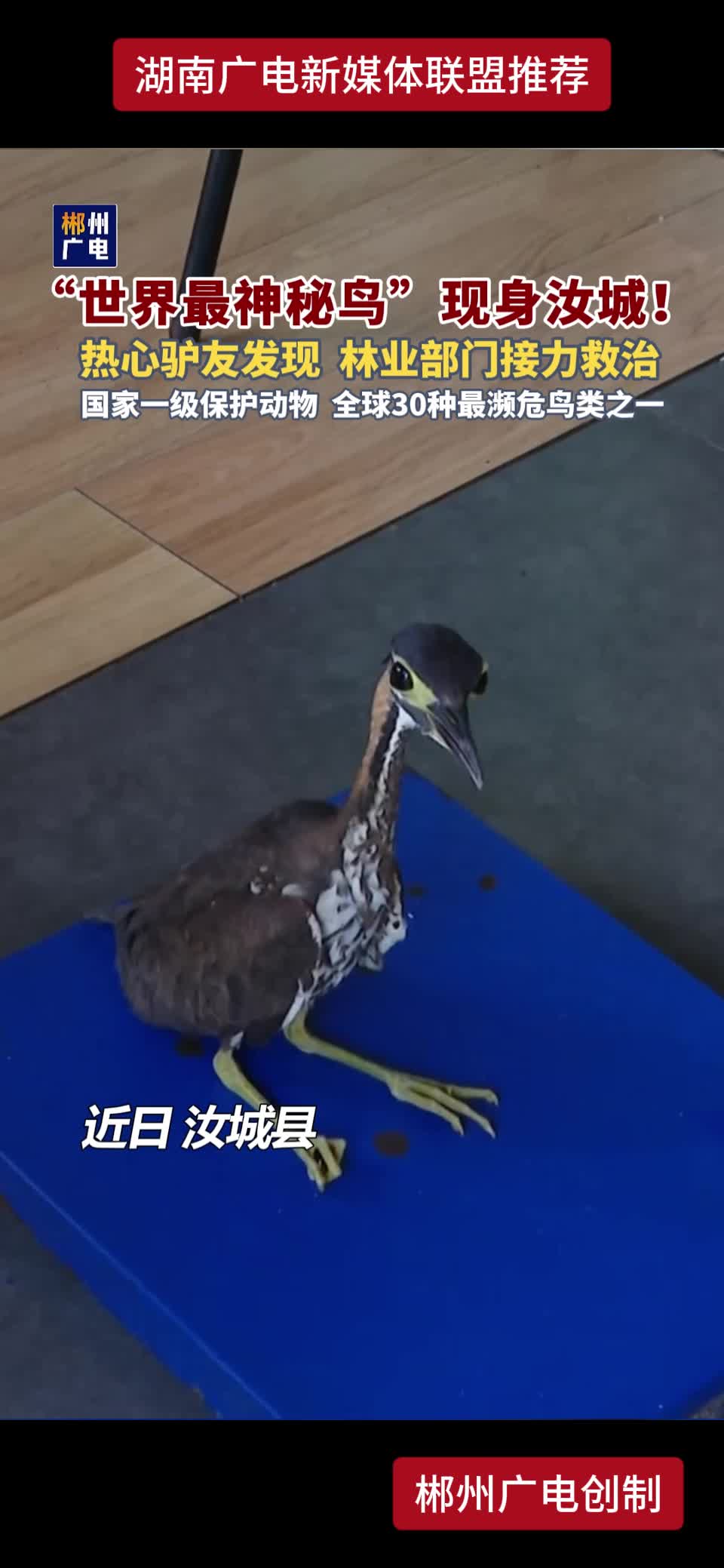"世界最神秘鸟”现身汝城! 热心驴友发现 林业部门接力救治 国家一级保护动物 全球30种最濒危鸟类之一