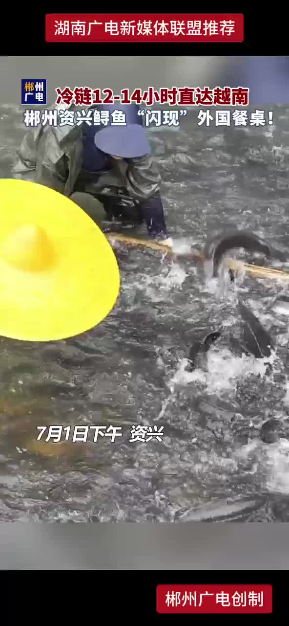 冷链12-14小时直达湖南 郴州资兴鲟鱼“闪现”外国餐桌！