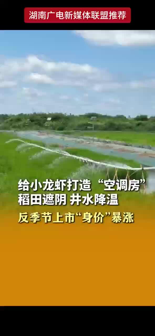 给小龙虾打造“空调房” 稻田遮阴 井水降温 反季节上市“身价”暴涨