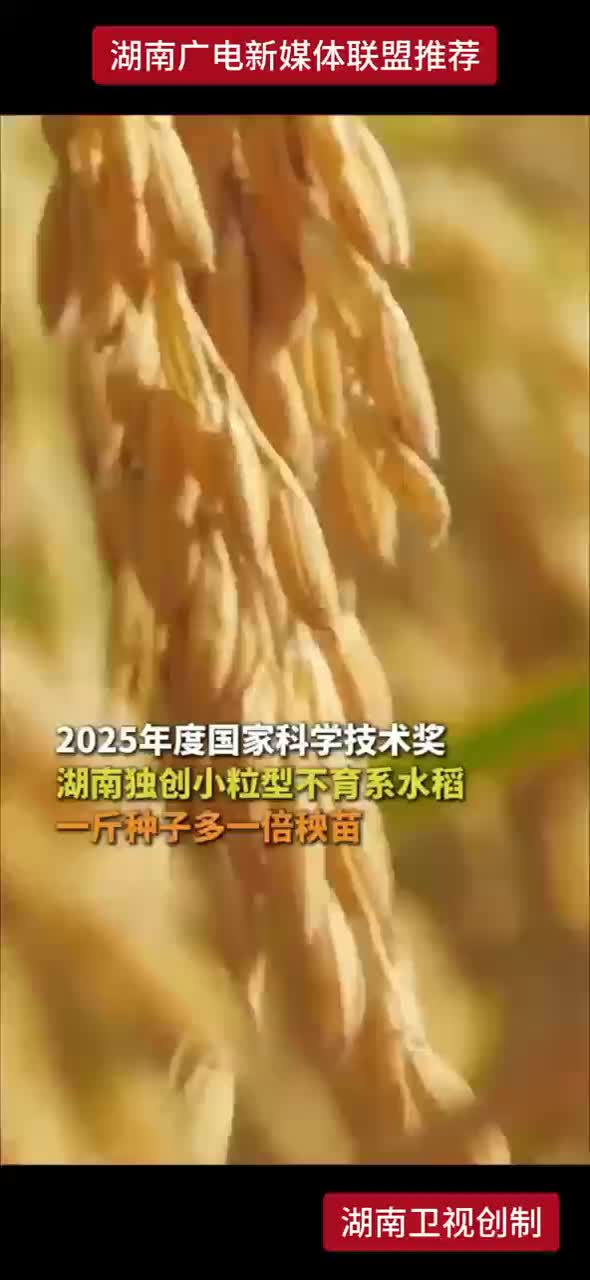 2025年度国家科学技术奖 湖南独创小粒型不育系水稻一斤种子多一倍秧苗