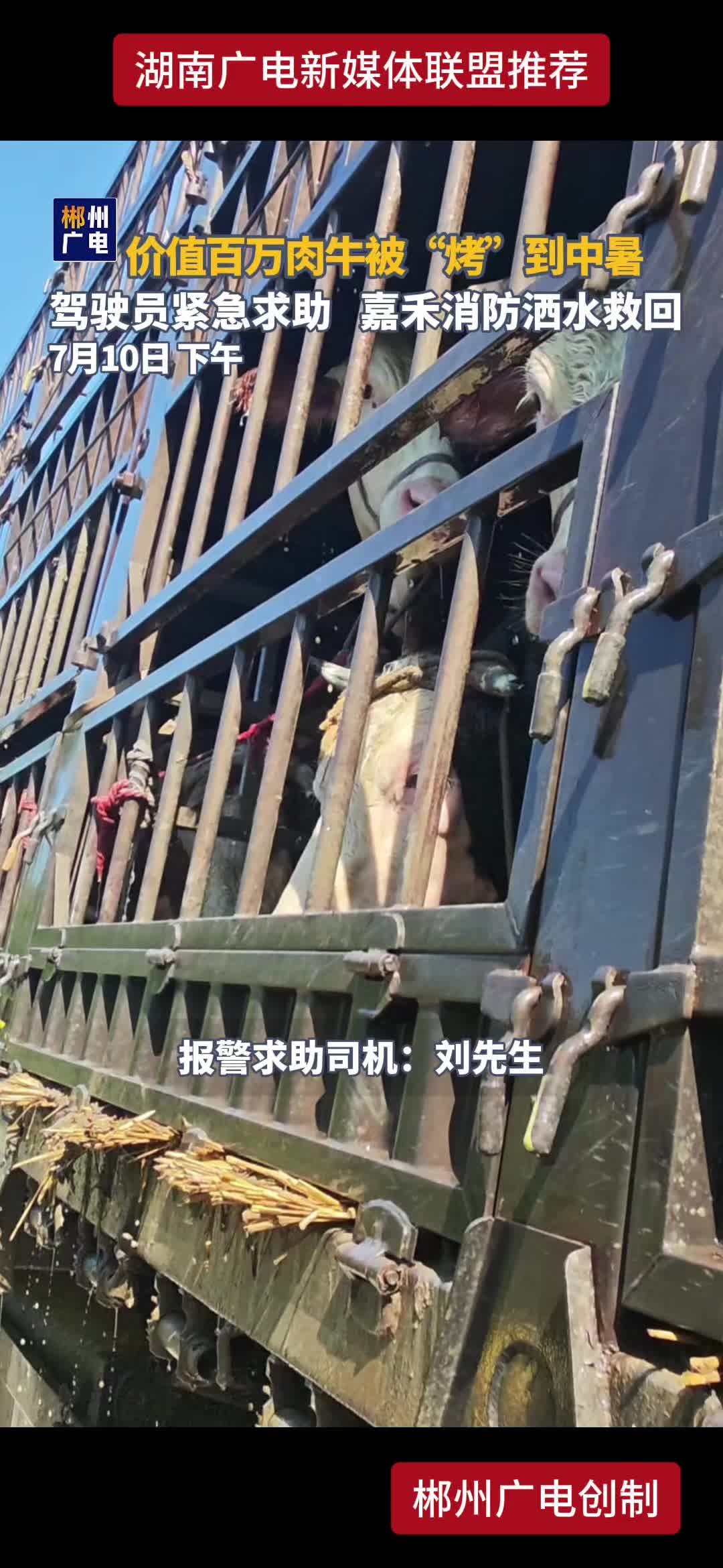 价值百万肉牛被“烤”到中暑  驾驶员紧急求助 嘉禾消防洒水救回