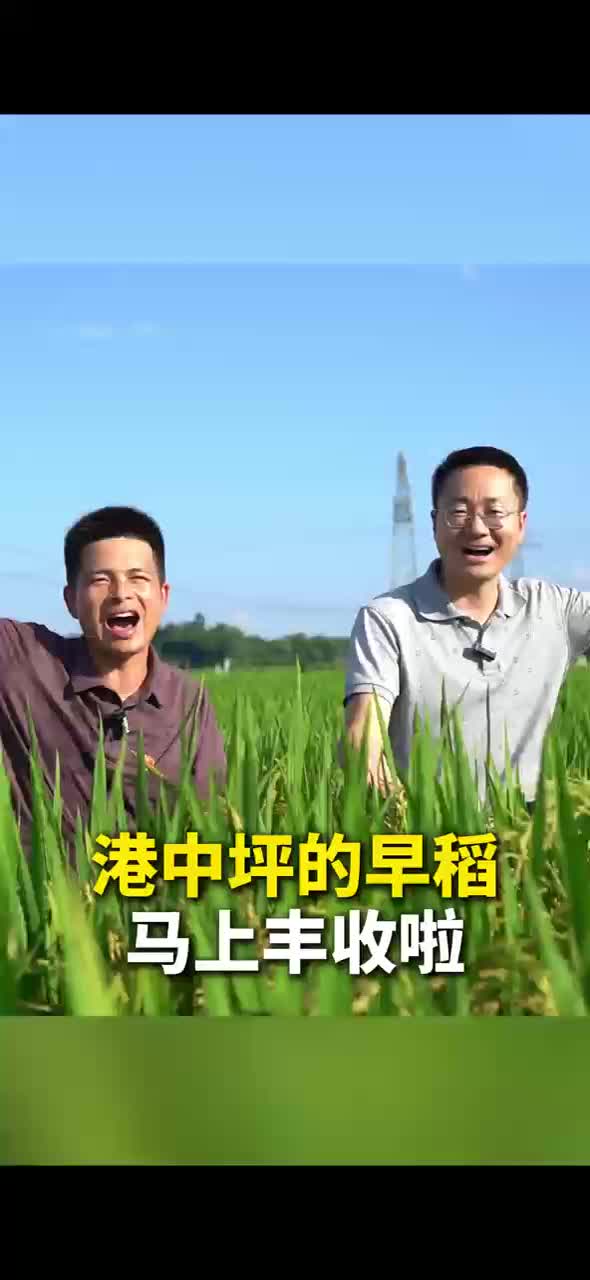 港中坪的早稻马上丰收啦