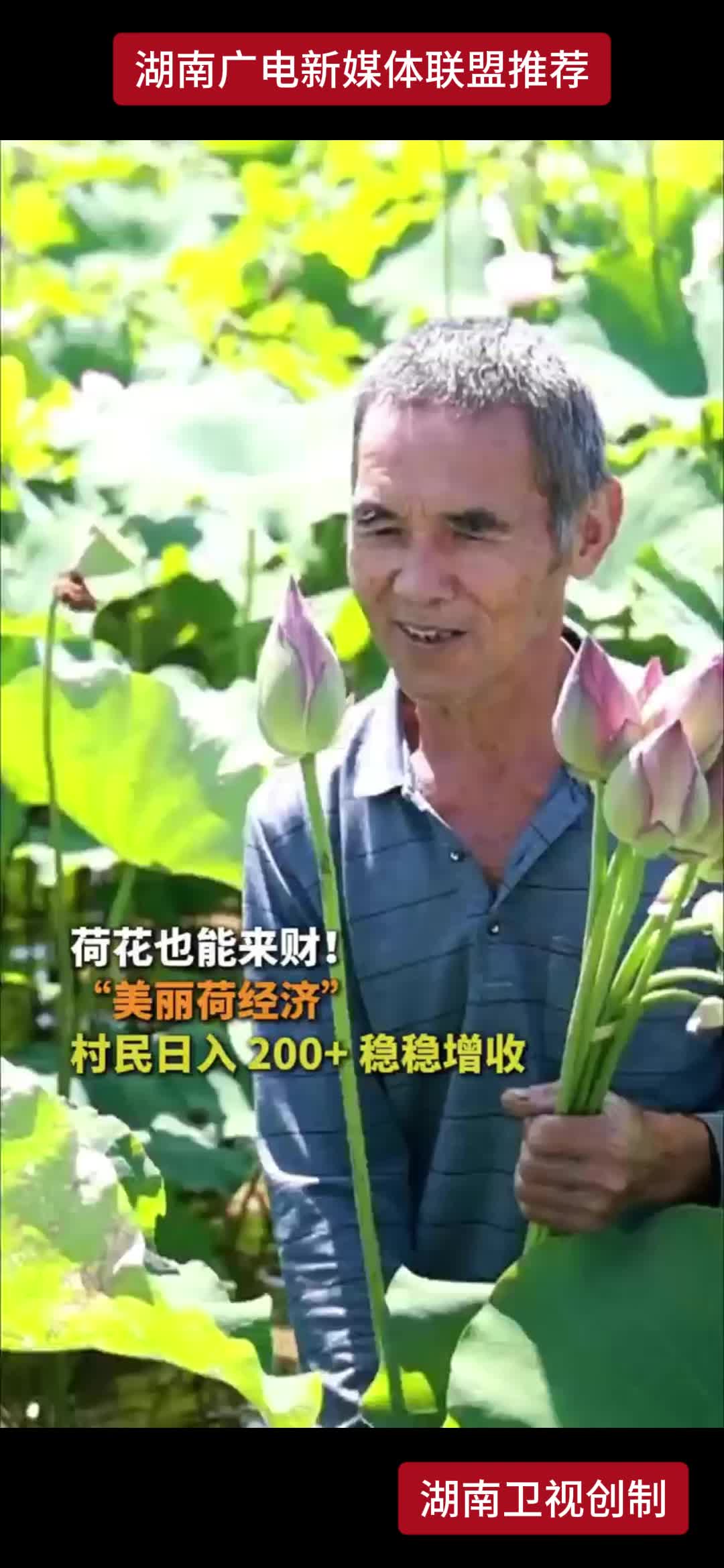 荷花也能来财!“美丽荷经济” 村民日入200+稳稳增收