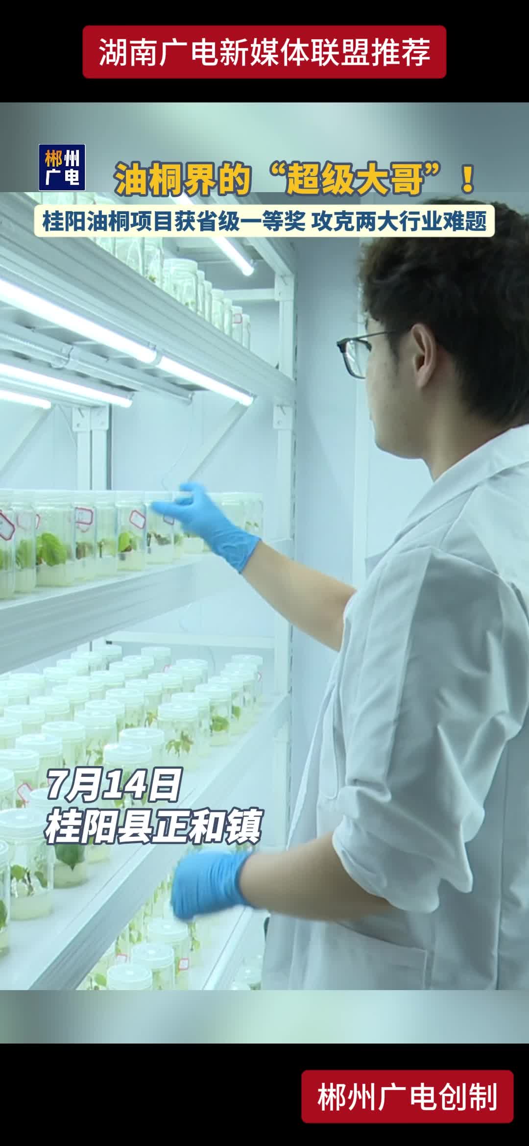 油桐界的"超级大哥"!桂阳油桐项目获省级一等奖 攻克两大行业难题