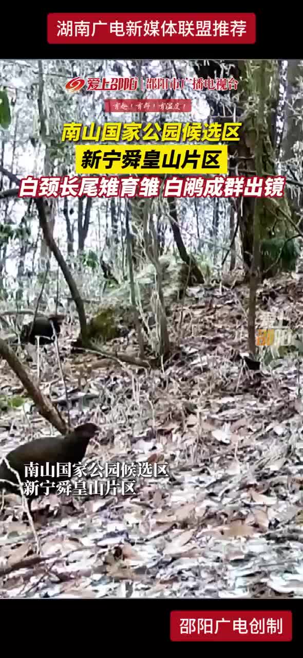 南山国家公园候选区新宁舜皇山片区 白颈长尾雉育雏 白鹇成群出镜