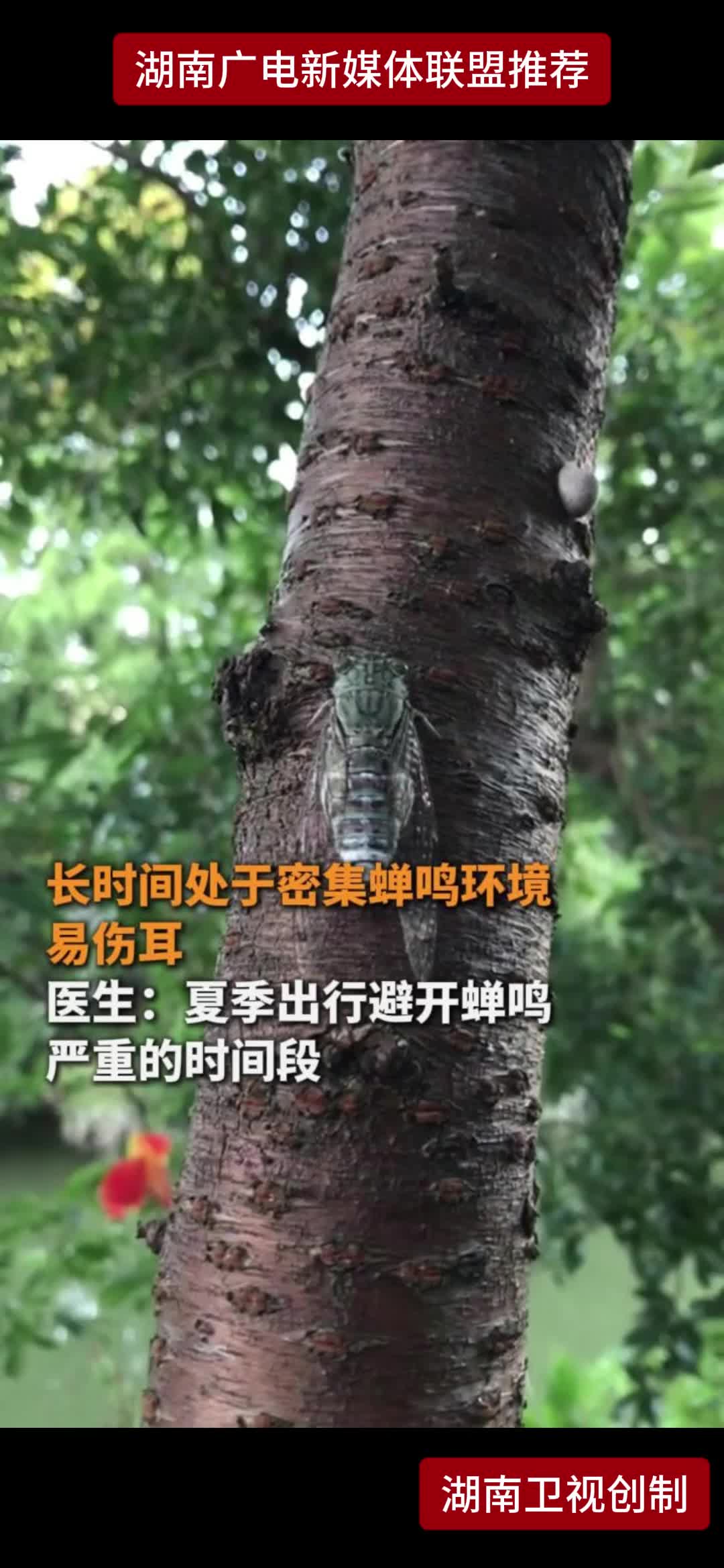 长时间处于密集蝉鸣环境易伤耳 医生:夏季出行避开蝉鸣严重的时间段