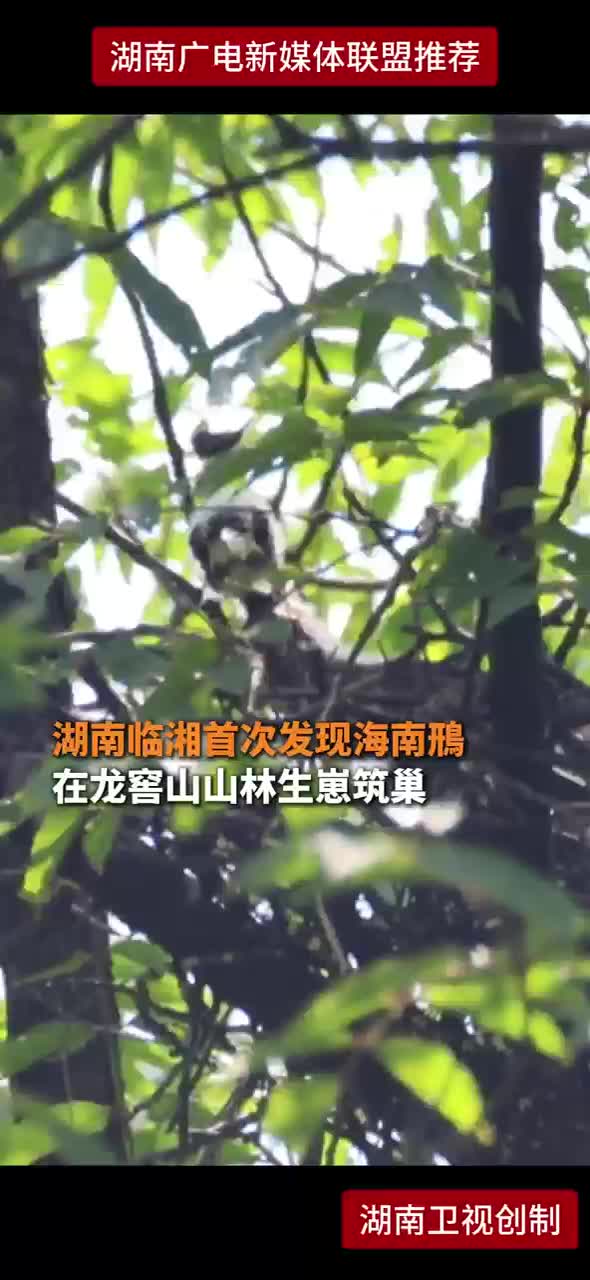 湖南临湘首次发现海南鳽 在龙窖山山林生崽筑巢