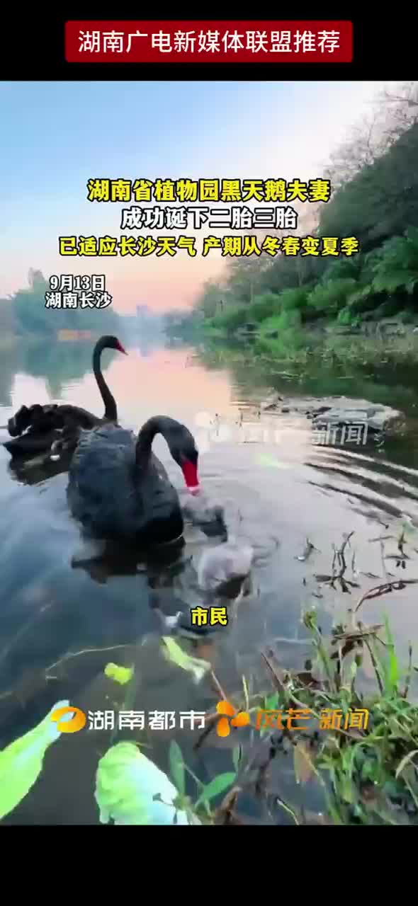 湖南省植物园黑天鹅夫妻成功诞下二胎三胎 已适应长沙天气 产期从冬春变夏季