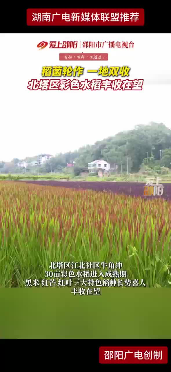 稻菌轮作 一地双收 北塔区彩色水稻丰收在望