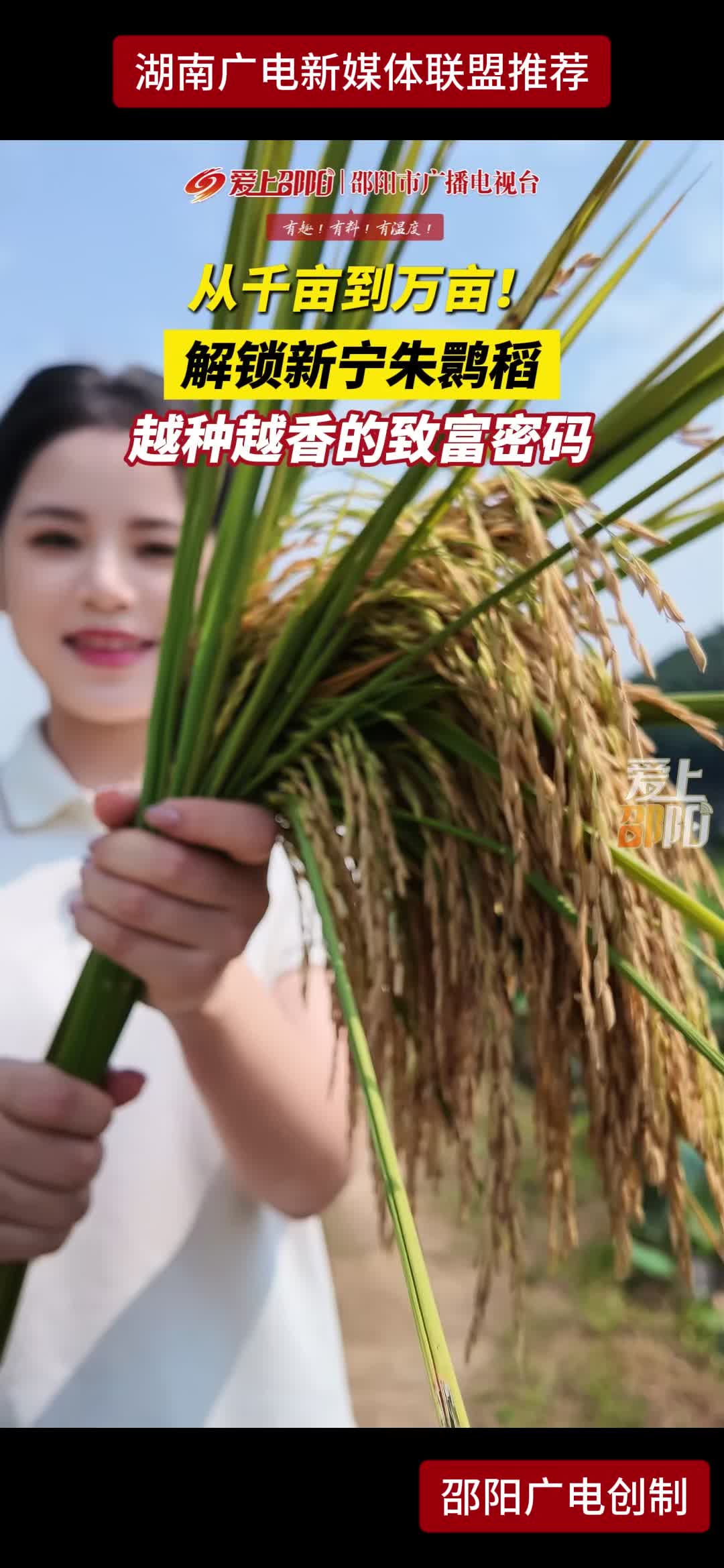 从千亩到万亩! 解锁新宁朱鹮稻越种越香的致富密码