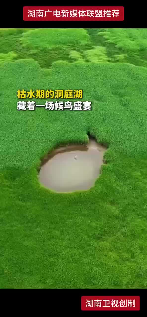 枯水期的洞庭湖 藏着一场候鸟盛宴