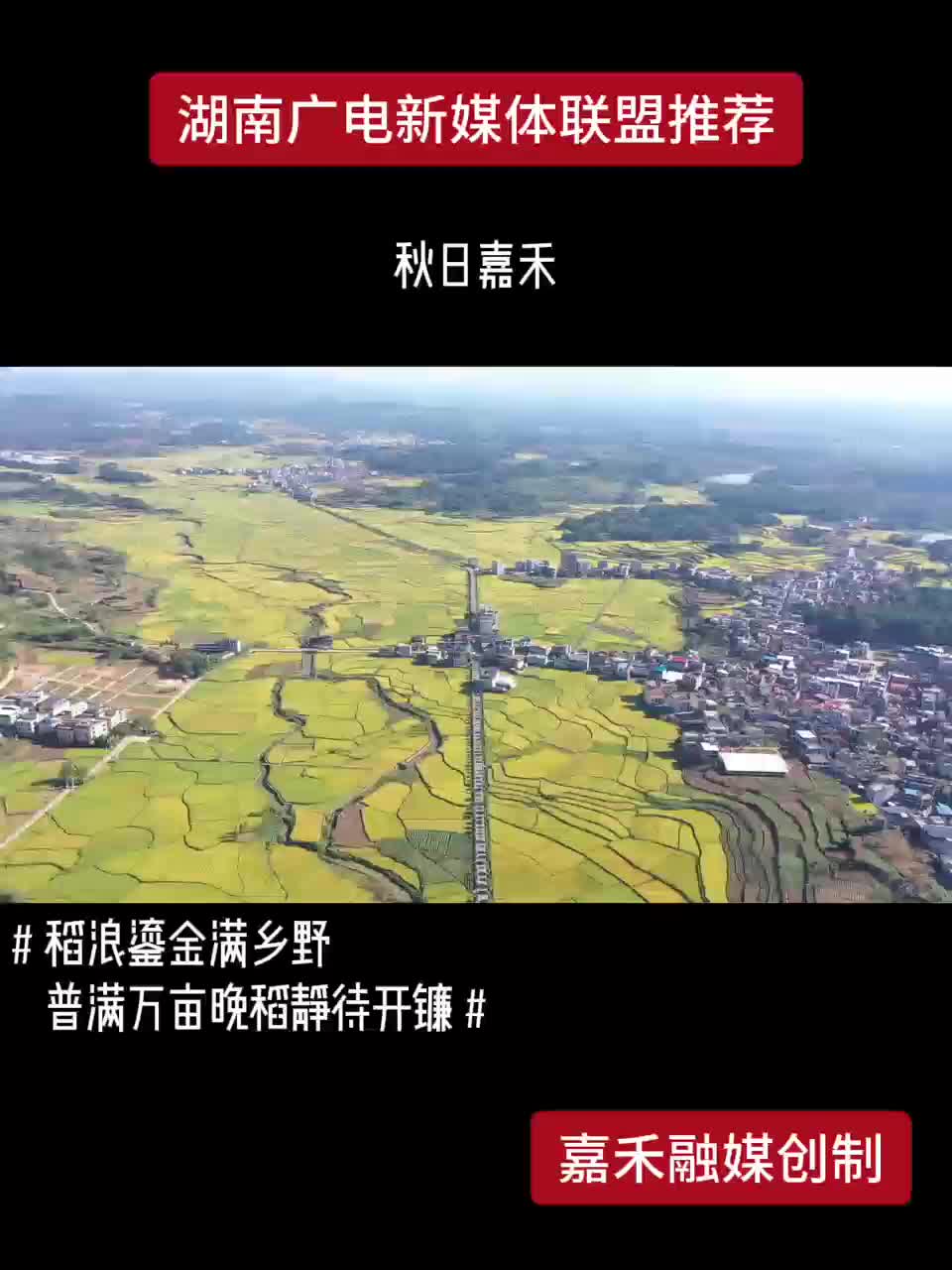 秋日嘉禾