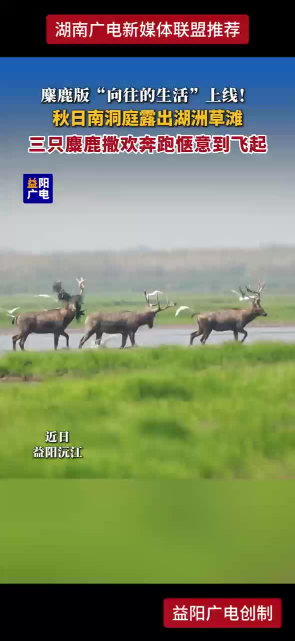 麋鹿版“向往的生活”上线！秋日南洞庭露出湖洲草滩 三只麋鹿撒欢奔跑惬意到飞起