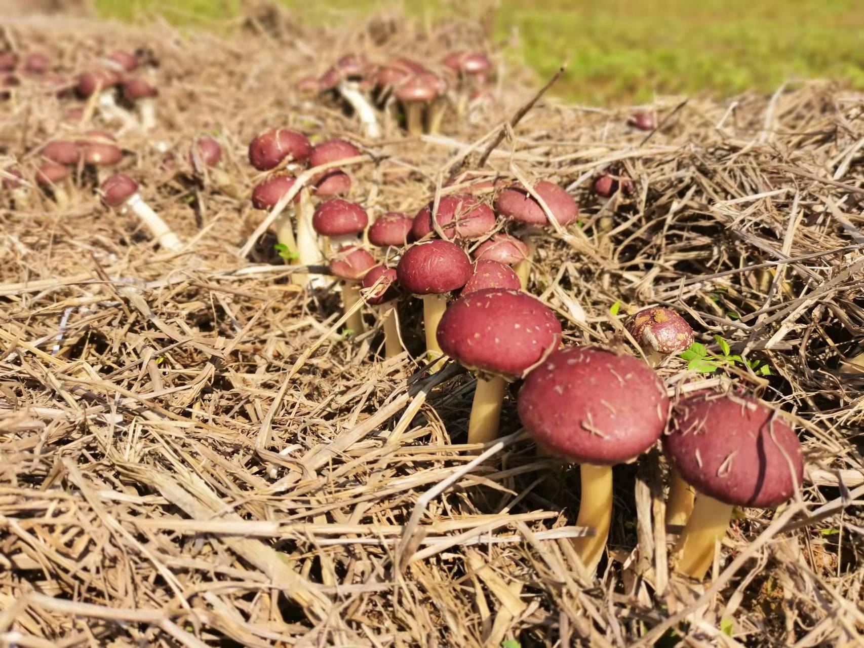许你一道林下美味！罗江镇赤松茸试种成功
