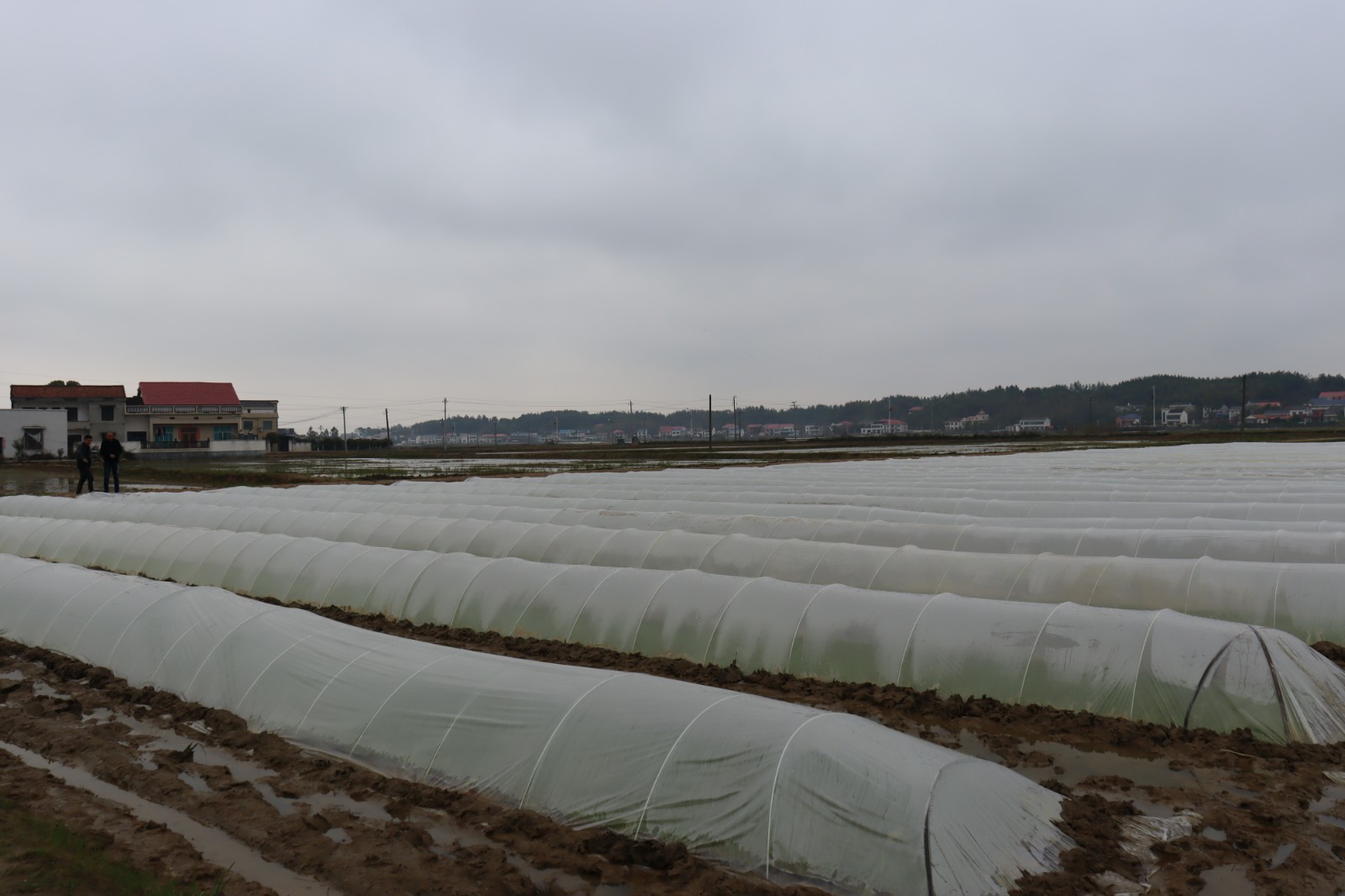 备春耕｜罗江镇金塘村集中育秧4000余亩