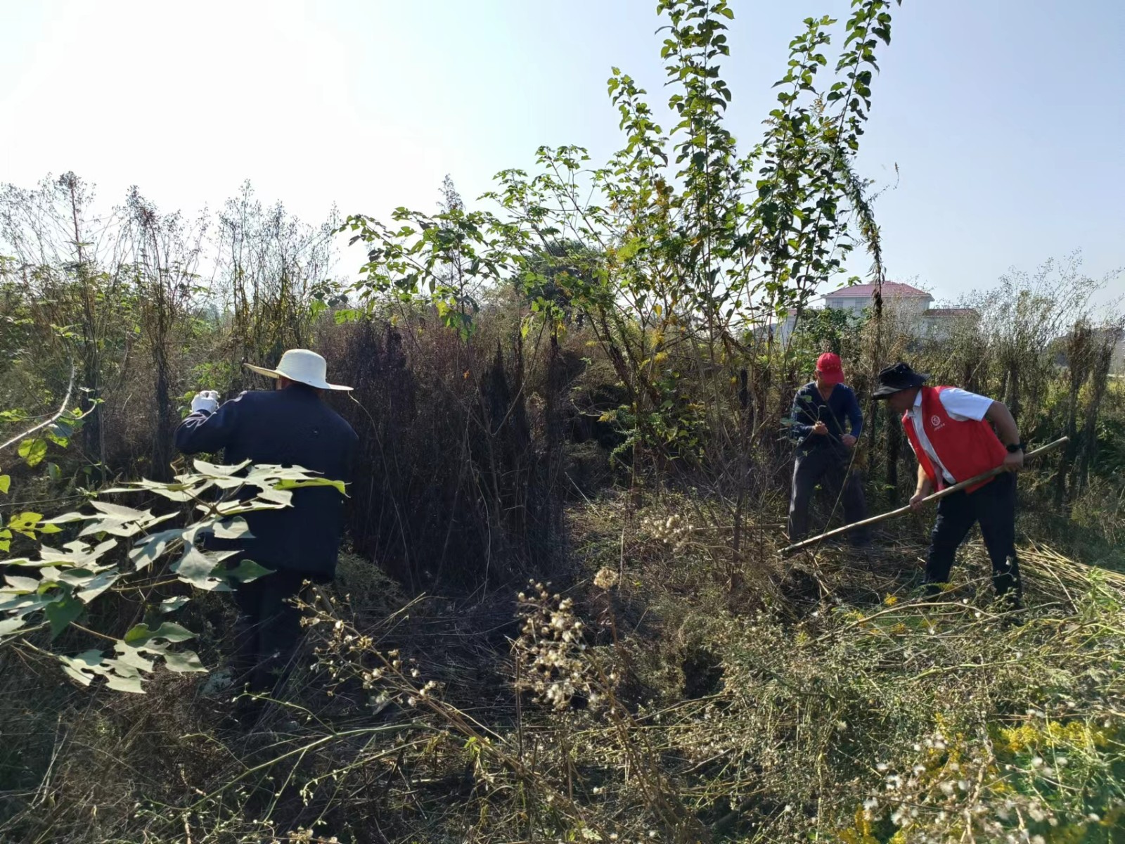 汨罗镇九雁村：清除“一枝黄花”   保护生态环境
