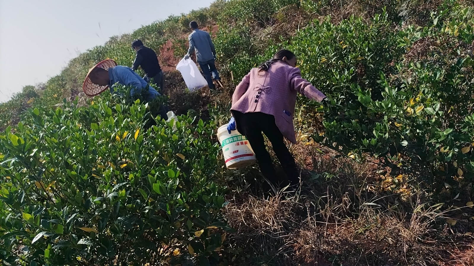罗江镇黄市村：黄栀子成为村民致富“小金果”